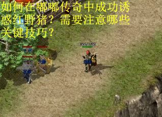 如何在嘟嘟传奇中成功诱惑红野猪？需要注意哪些关键技巧？