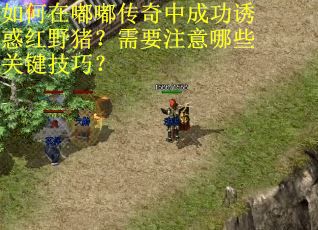 如何在嘟嘟传奇中成功诱惑红野猪？需要注意哪些关键技巧？